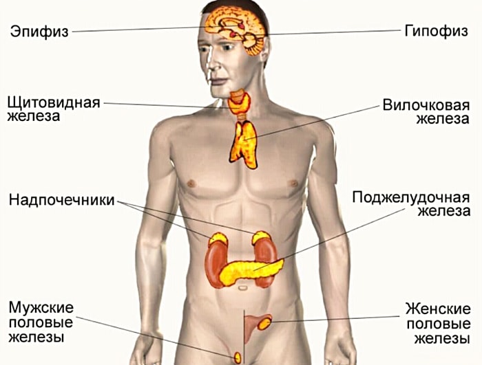 Endokrinnyie-zhelezyi