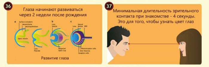 Interesnyie-faktyi-o-glazah-15