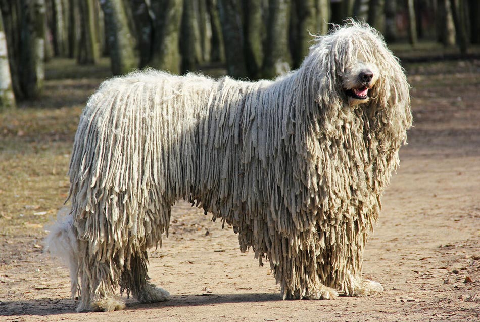 Komondor-Samye-smeshnye-zhivotnye