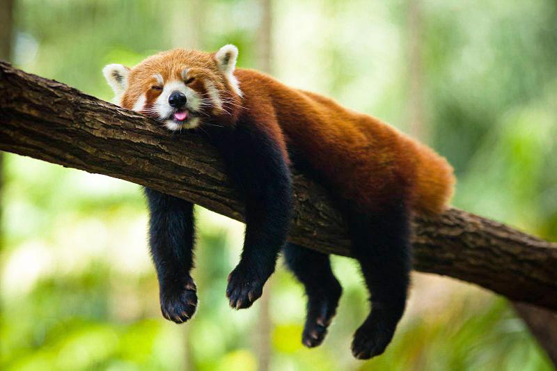 Krasnaya-panda-Samye-smeshnye-zhivotnye