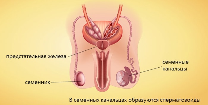 Muzhskie-polovyie-organyi