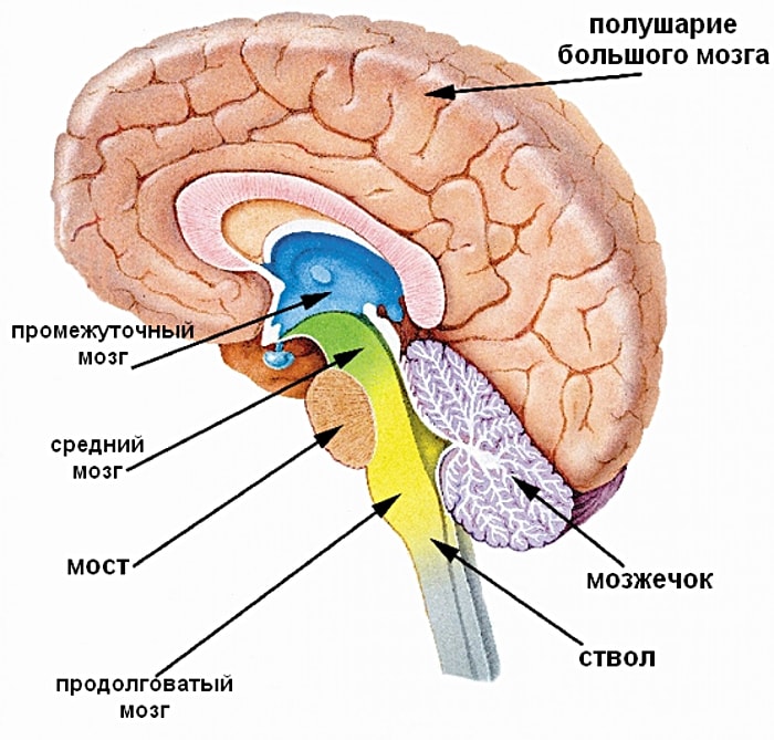 Otdelyi-golovnogo-mozga