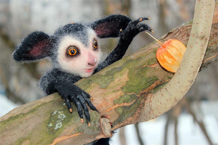 Rukonozhka-madagaskarskaya-Samye-smeshnye-zhivotnye