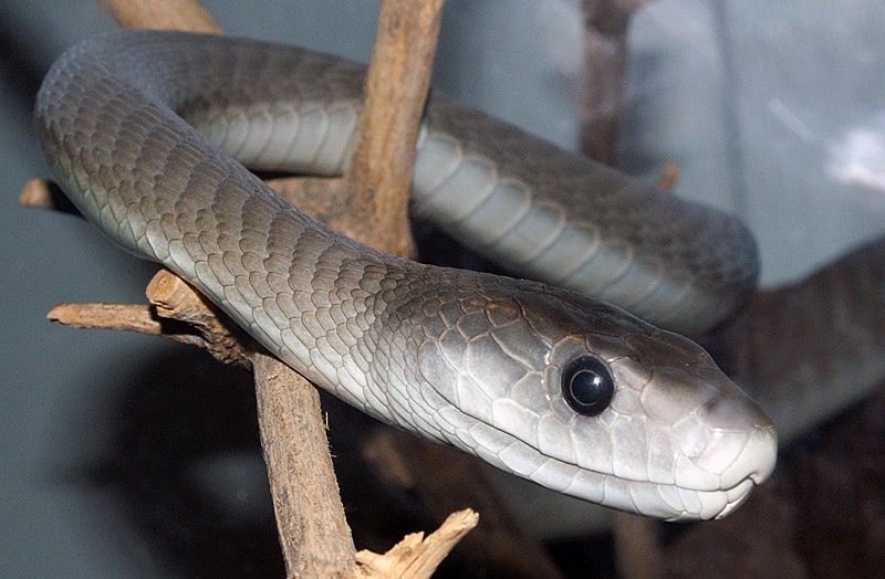 Samyie-opasnyie-zhivotnyie-interesnyefakty.org-CHernaya-mamba