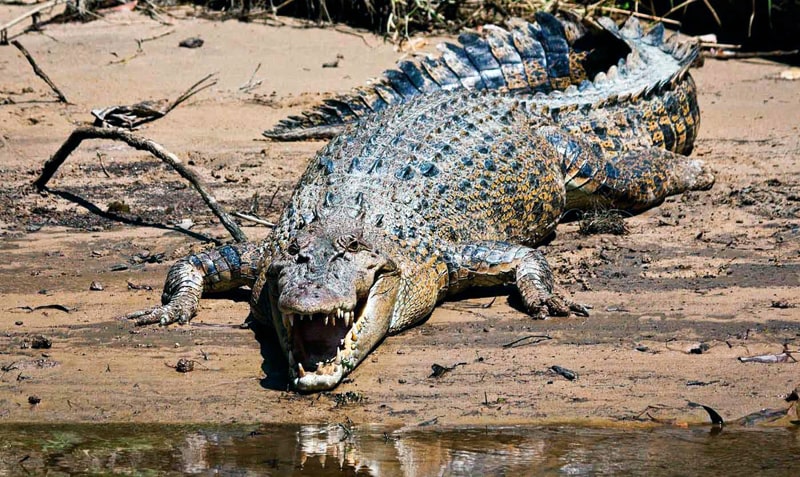 Samyie-opasnyie-zhivotnyie-interesnyefakty.org-Grebnistyiy-krokodil