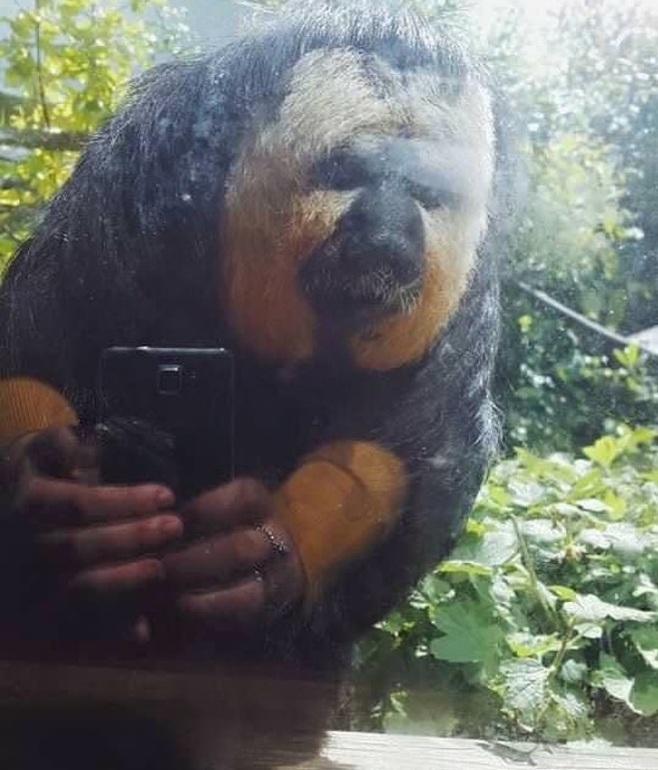 Smeshnyie-foto-Selfi