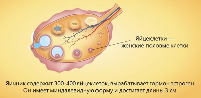 YAichnik.-Polovaya-sistema-cheloveka