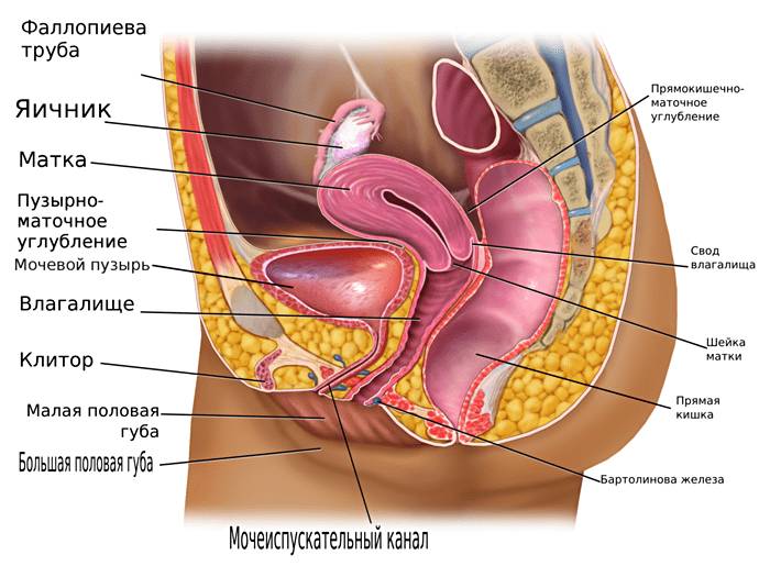 ZHenskie-tazovyie-organyi-v-prodolnom-razreze