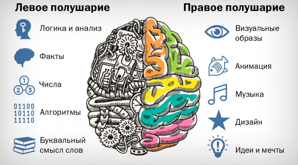 Za-chto-otvechayut-levoe-i-pravoe-polusharie-mozga