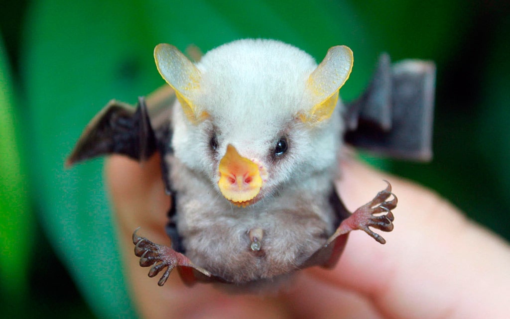 belaya-letuchaya-mysh