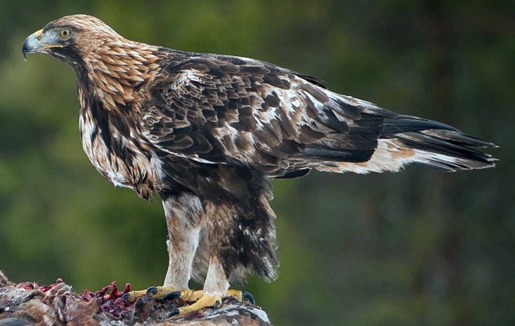 berkut-ili-aquila-chrysaetos