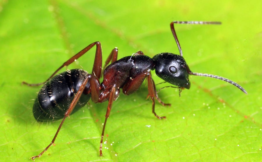 camponotus-herculeanus