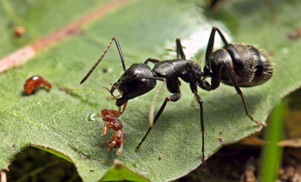 muravej-camponotus-vagus
