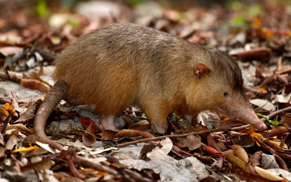 toksichnaya-zemlerojka